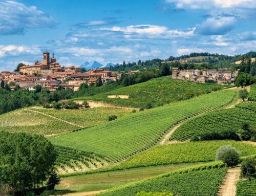 Trekking in Piedmontese vineyards
